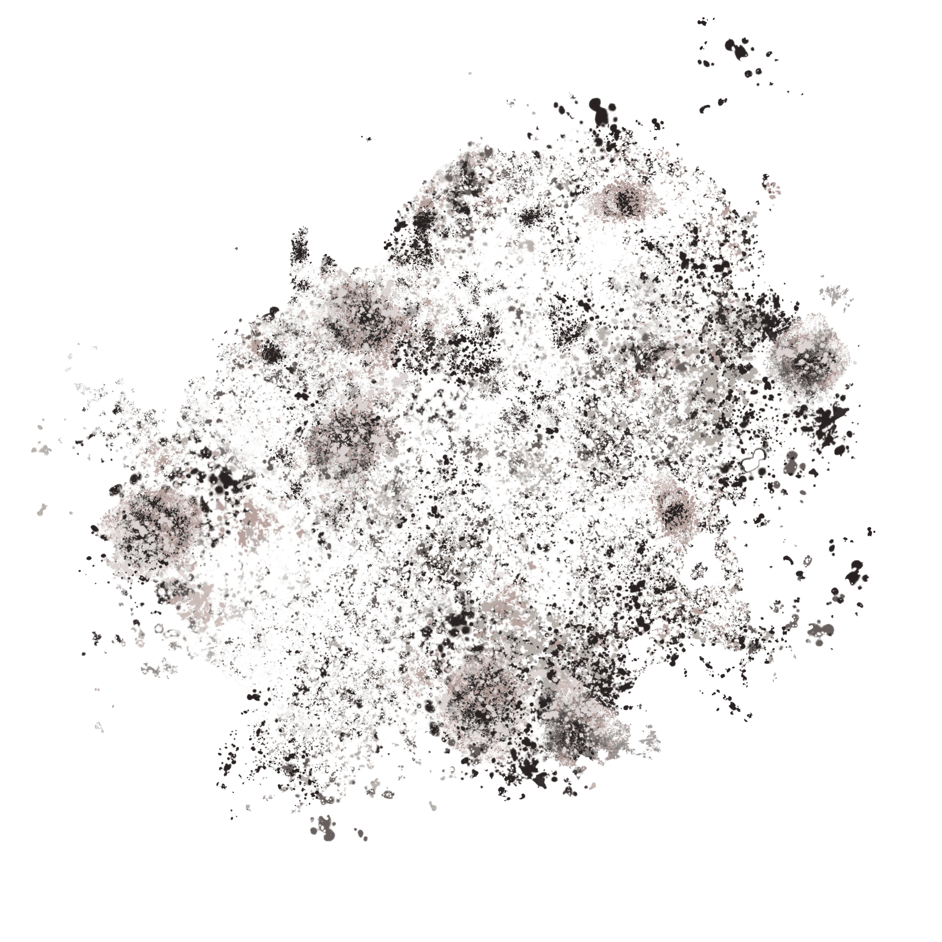 Eliminate Black Mould